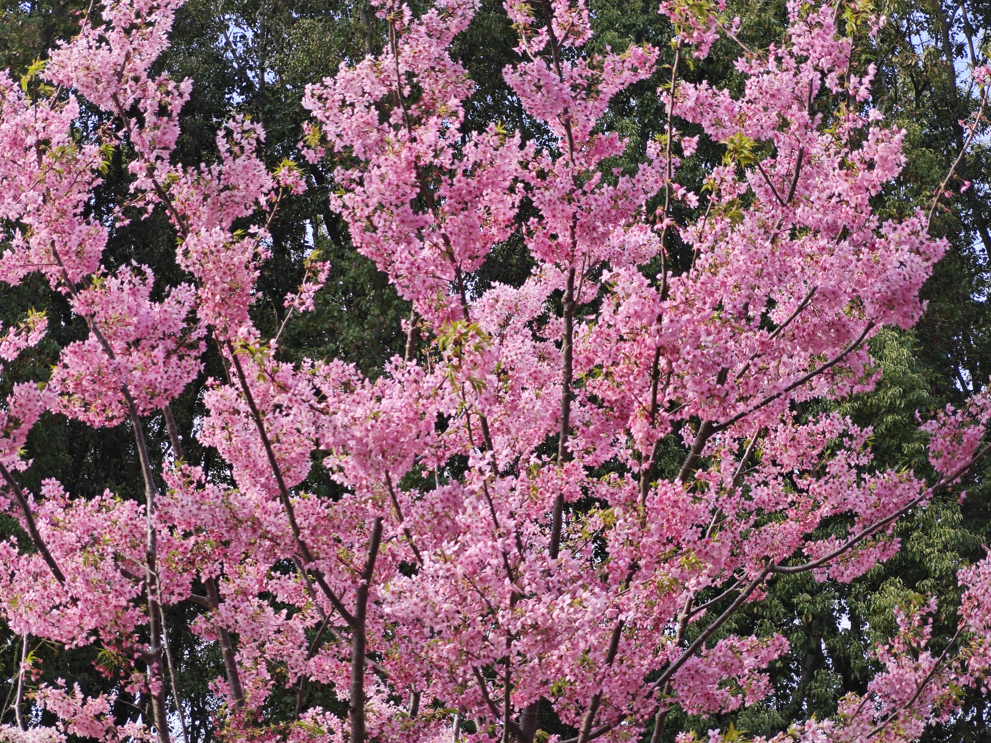 梅花