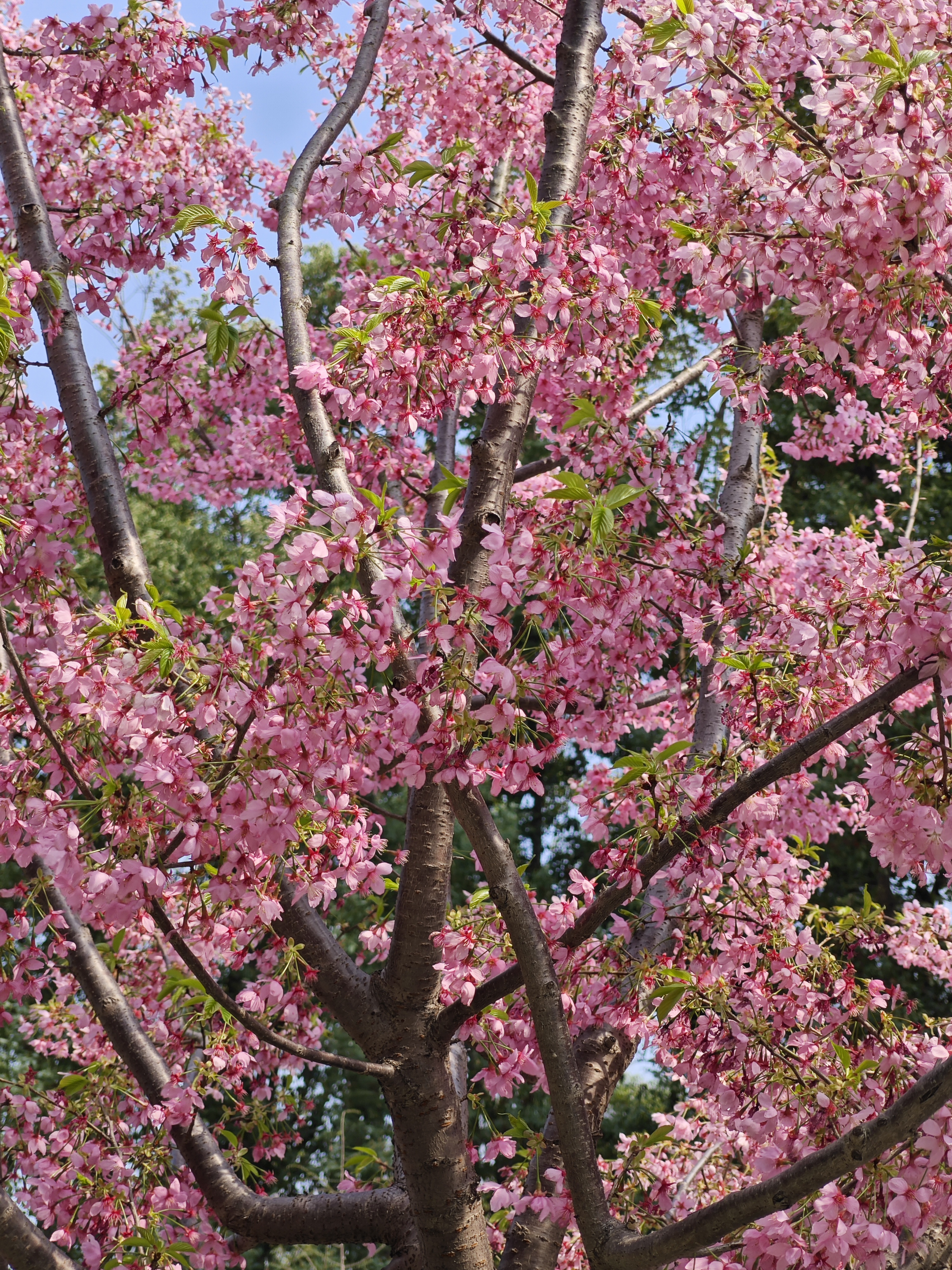 梅花