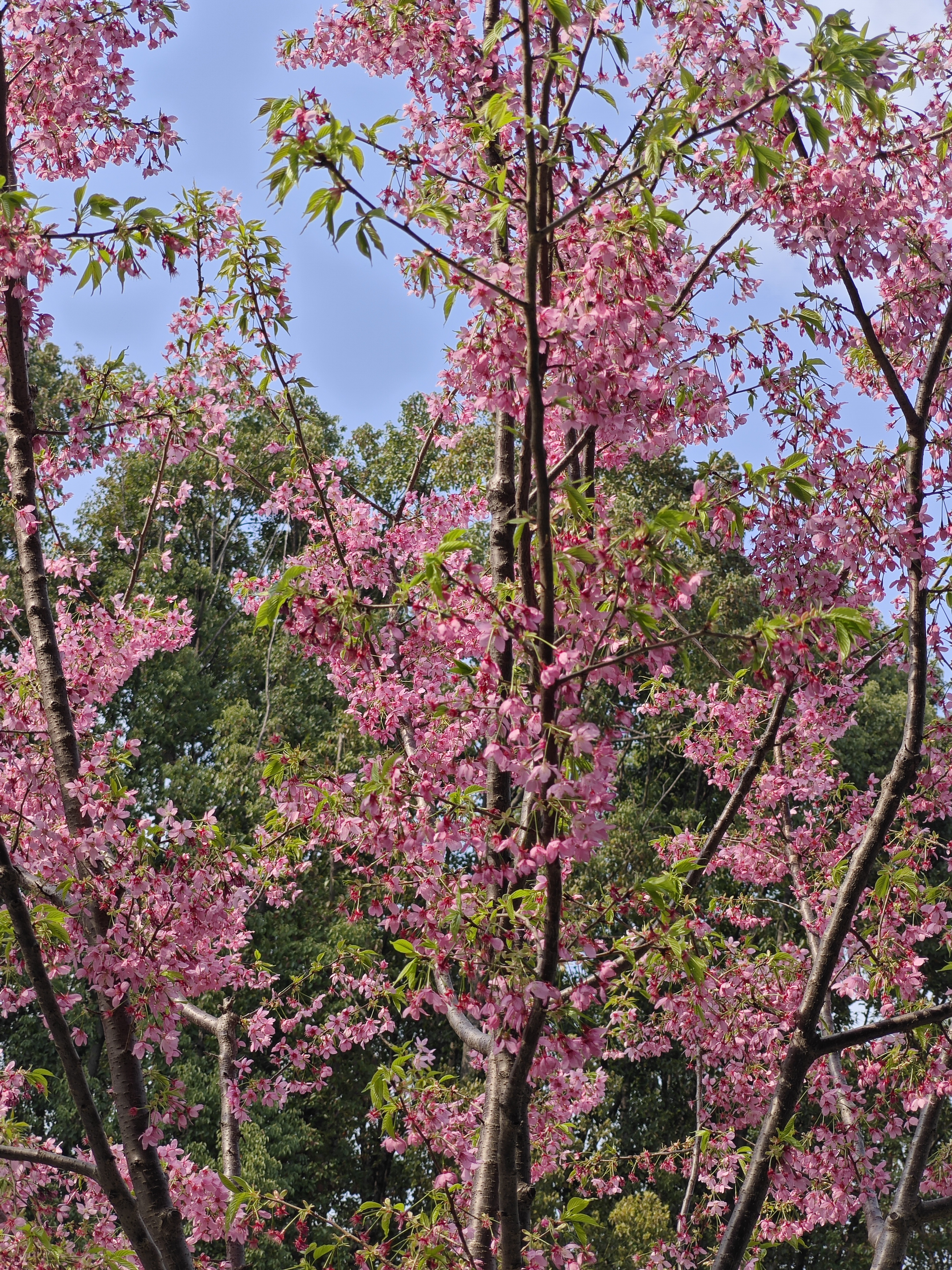 梅花